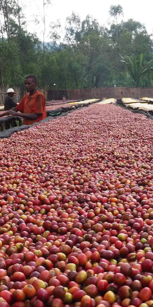 Idido Yirgacheffe – Café de spécialité