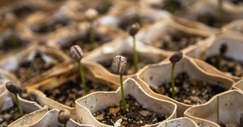 Nos engagement pour un café plus durable